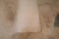 affordable-carpet-cleaning-southerncarpetsolutions